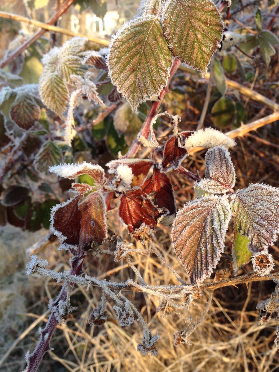 GG_Whitehall's tweet photo. Stunning, frosty start &amp; a hugely productive day in the #wildlife area! Huge thanks #GreenGym #volunteers (join info: gg-bromley@tcv.org.uk) https://t.co/A9FcmdPQNk