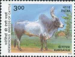 thachimammu's tweet photo. வெளியீடு 25.04.2000
காங்கேயம் காளை https://t.co/hHnOTH8OWW