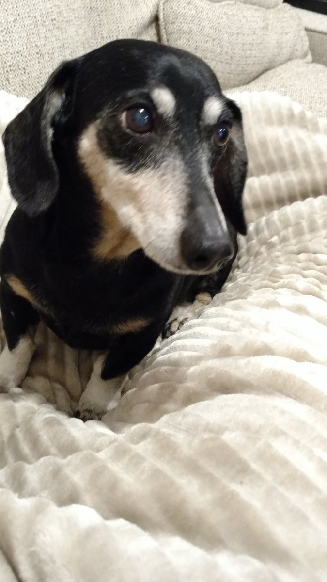 AdmiralBahroo's tweet image. I am going to miss this dog. It's been a good 16 years but today I have to say goodbye to my friend. Send me some good vibes today I need em