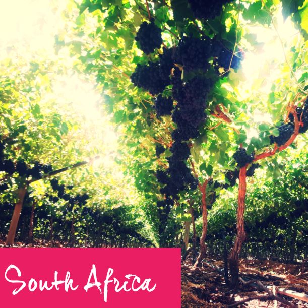 GrapeArtisan's tweet image. Today’s a #Grape day! #SouthAfrica