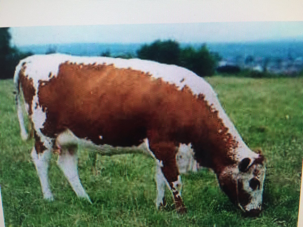 Looking for something different? I have a friend looking to find a home for 4 Irish moiled heifers ! If interested please get in touch