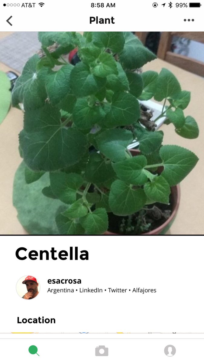 thebotanicapp's tweet photo. @gabuleta @GustavodeLeonar Al parecer es una “Centella Asiática” 🌱 https://t.co/jwwjwwDWgf