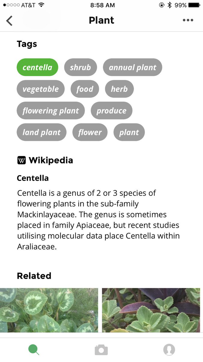 thebotanicapp's tweet photo. @gabuleta @GustavodeLeonar Al parecer es una “Centella Asiática” 🌱 https://t.co/jwwjwwDWgf