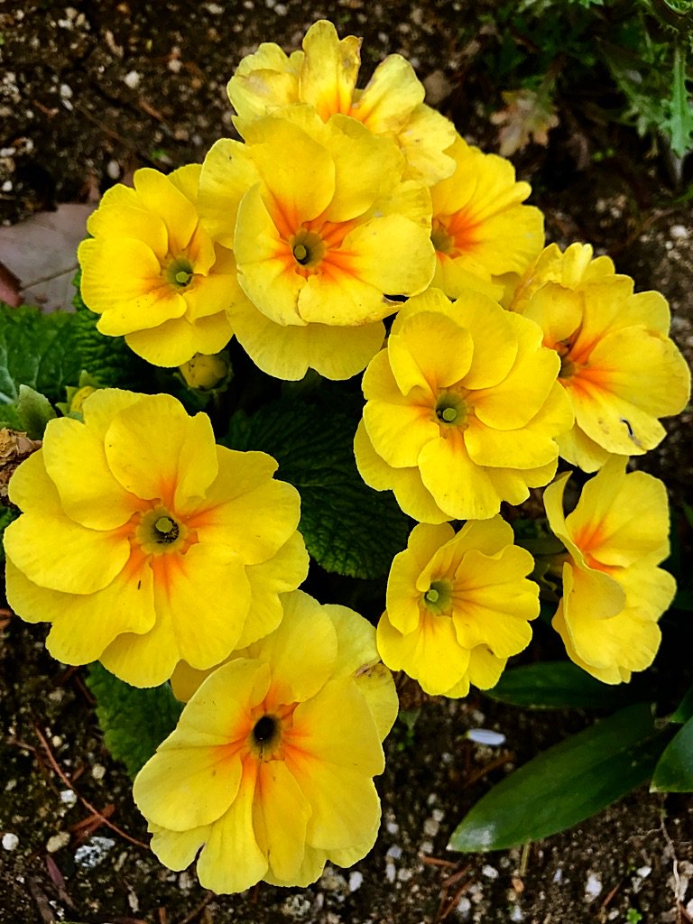 Cloudsailor 星羅の一日一花 در توییتر プリムラ ポリアンサ 別名クリンザクラ 九輪桜 プリムラの一種 プリムラ はラテン語でfirstの意 早春一番に咲くため 地表近くに咲くカラフルな花が人気 サクラソウ科 Primula Polyantha Flowers Fleurs T Cloudsailor 星羅の一日一花 در توییتر プリムラ ポリアンサ 別名クリンザクラ 九輪桜 プリムラの一種 プリムラ はラテン語でfirstの意 早春一番に咲くため 地表近くに咲くカラフルな花が人気 サクラソウ科 Primula Polyantha Flowers Fleurs T