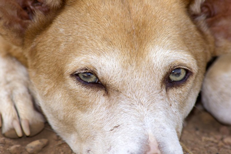 World Animal Protection US tweet media