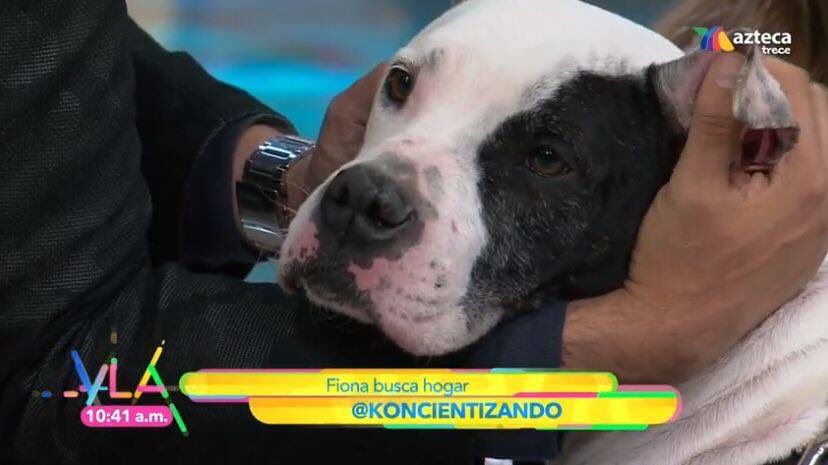 koncientizando's tweet photo. Fiona lleva esperando 2 años por una familia,ñ🐾
Gracias por promover y fomentar la adopción cada semana @vengalaalegriatva https://t.co/g2zz6ul6zM