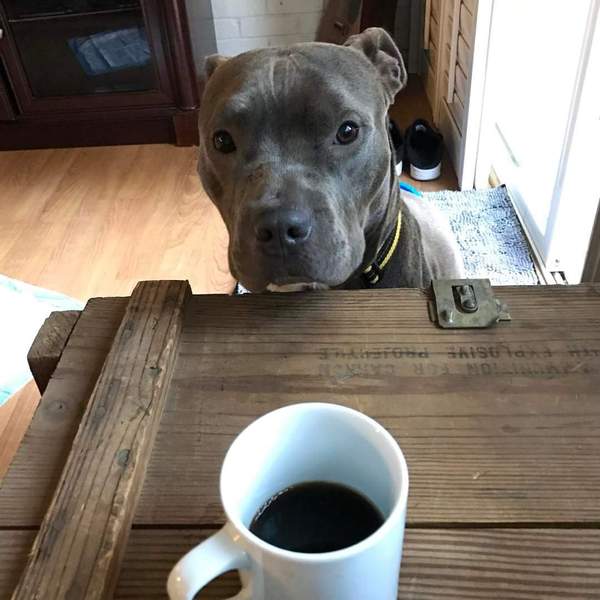 AdoptCCAnimals's tweet photo. Adoptable rescue #dog #Mickey_CCSTCA_19 now Mikey w https://t.co/w8skN0eNv3. I love #coffee! https://t.co/Y9uwKnTfSq https://t.co/I3pGBow3DX