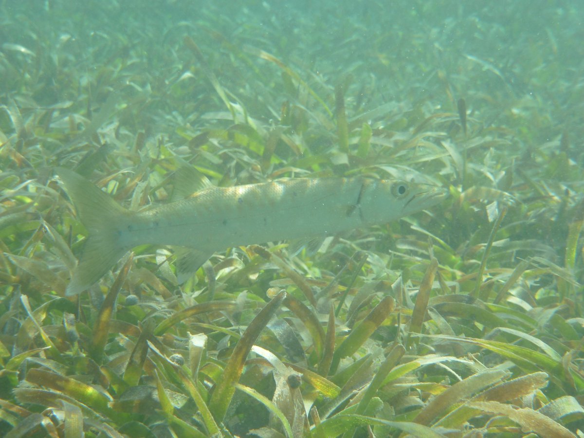 ZosteraR's tweet photo. Nice range of Barracuda in Majimo seagrass this morning with @SUMarBio collecting their #squidpops https://t.co/6jKNIzMQ9S
