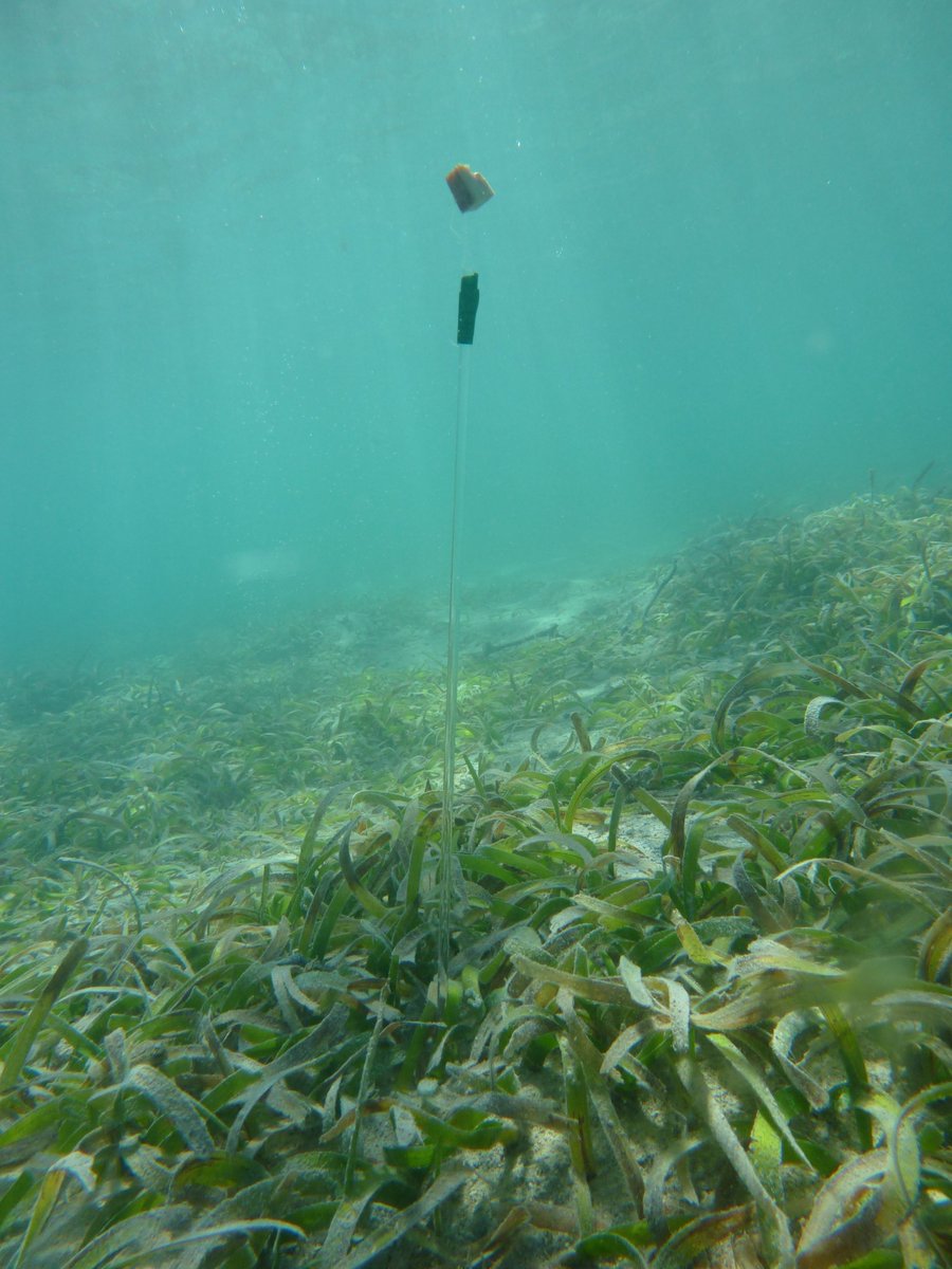 ZosteraR's tweet photo. Nice range of Barracuda in Majimo seagrass this morning with @SUMarBio collecting their #squidpops https://t.co/6jKNIzMQ9S