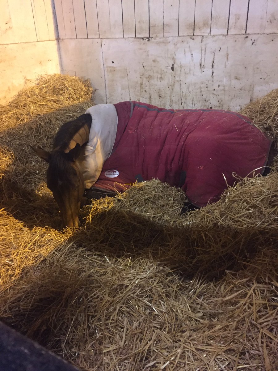 Shulton_Fay's tweet image. Donald wanted a lie in this morning. #DeputyCommander