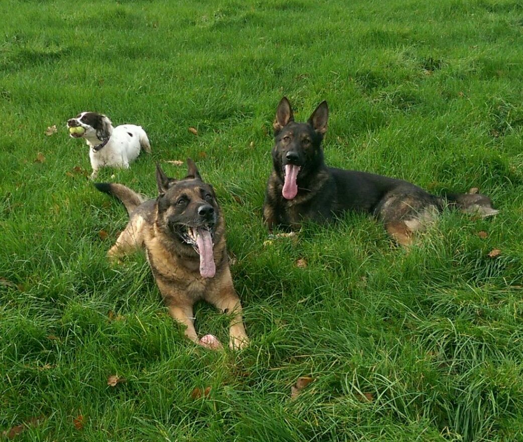 DevonPoliceDogs's tweet photo. Very close to 5k followers, please retweet and let's see if we can hit the mark!! https://t.co/5cjOIcxmB9