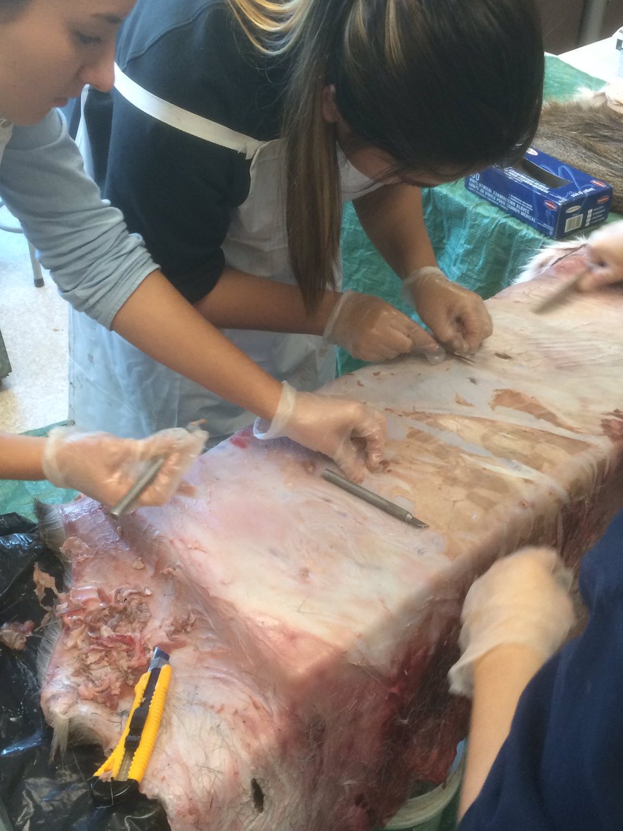 JSarowa's tweet photo. Students Experiencing tanning leather #learn34 @RobertBatemanSS https://t.co/MakzMi6VbH
