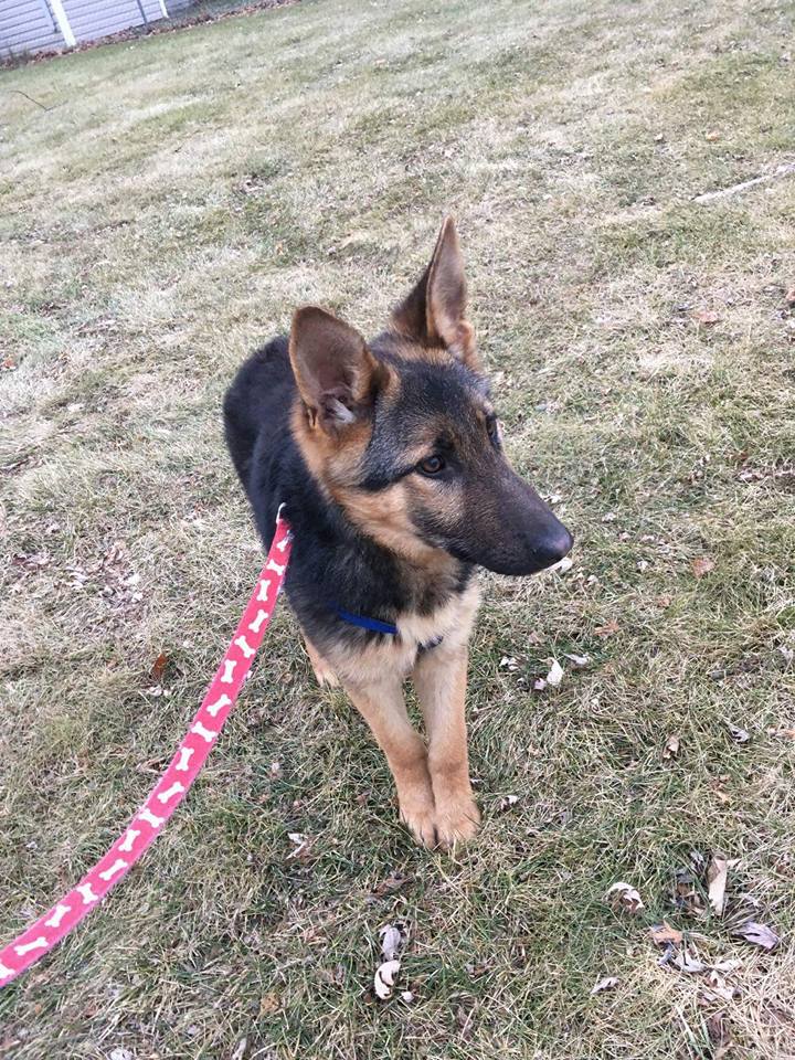 RileysRescueRRF's tweet photo. Meet Mr. Biscuit! He's a 6.5 month old GSD. Is in need of fostering! #Rileysrescuefoundation #rrf #adopt #germanshepard #considerfostering https://t.co/beZEiFcrZn