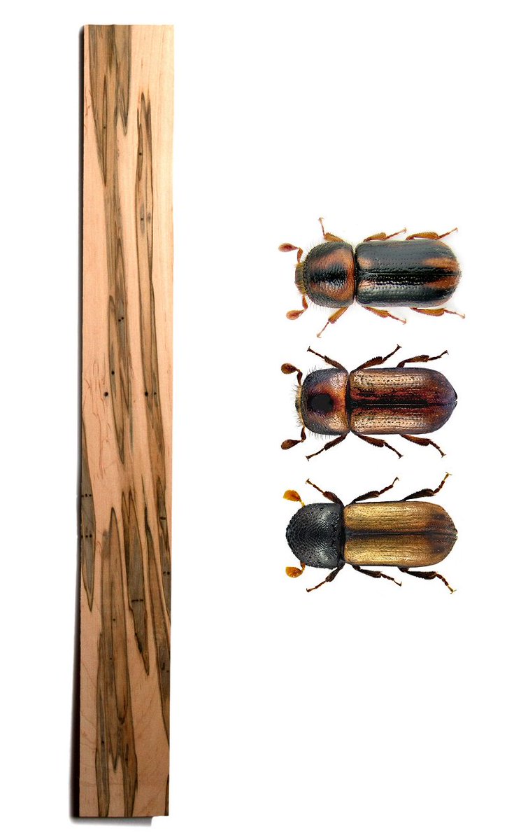 EDISPubs's tweet photo. Enjoy exhibit on insects, art and how how they can destroy, 01/26, 3 p.m.; Smathers Library Room 100. #UFIFAS; #UFBugs https://t.co/5cHIJ1CLUE