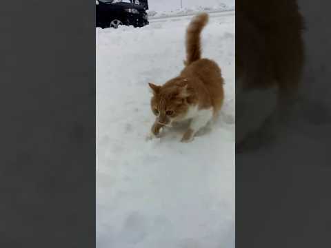 funnyordead_'s tweet photo. Dog gives cat a snow facial. https://t.co/aAgZirVcg5 #DisFunOrUDie https://t.co/4VVx04r7tB