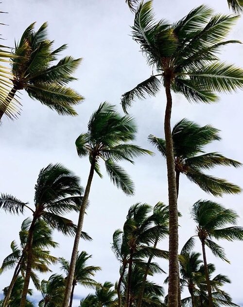 EphemeralRole's tweet photo. En la isla Motu Mana #SeBusca descendientes del aire.

¿RT?

[ https://t.co/WFqKH4Br1I ] https://t.co/f8oOx6wdDL