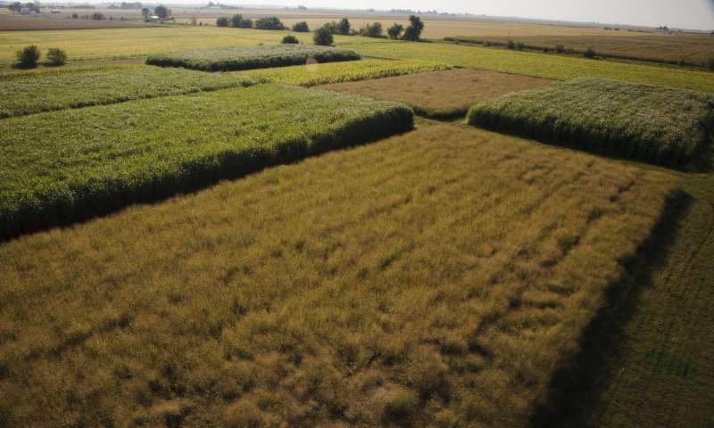 jbei's tweet photo. A new study used a bioenergy database to confirm that #Miscanthus yields 2x more than #switchgrass @Illinois_Alma https://t.co/ivqLMp597R https://t.co/GaRCtnVpp6