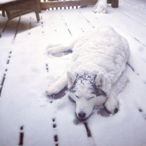 IndieMarine's tweet photo. It's okay, pup -- Mondays are hard for all of us. https://t.co/ASxmdw7Ky4