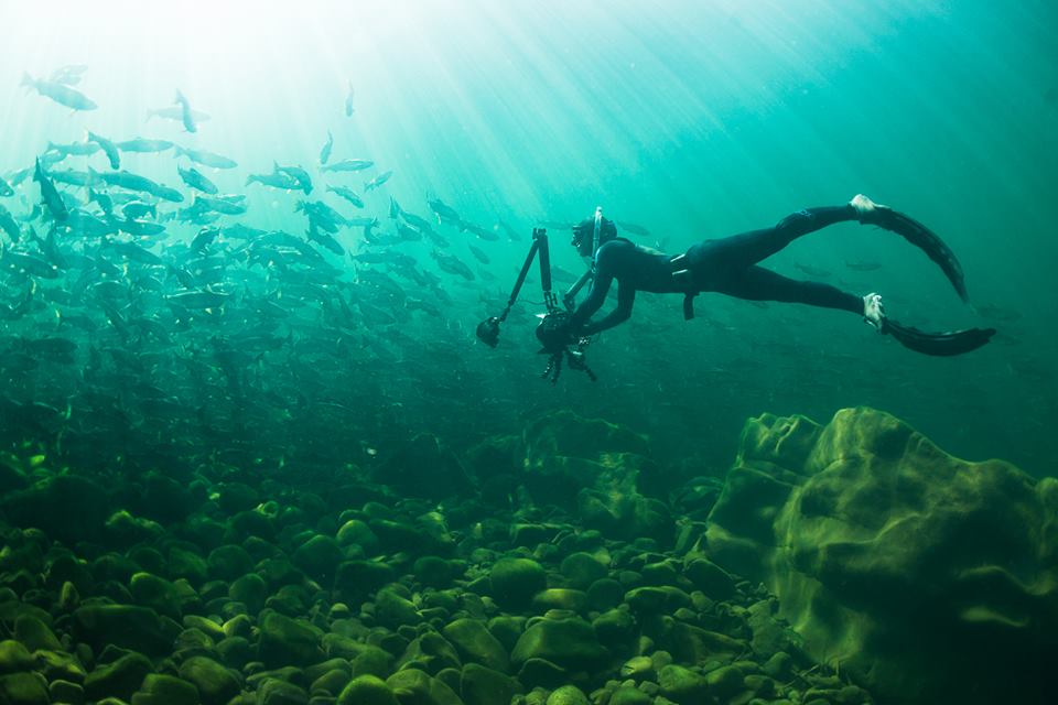 ReachingBlue's tweet image. Panel discussion "Storytelling: getting closer to nature" + film screening. facebook.com/events/3894006…
Thurs 7pm @batemancentre #Victoria #yyj