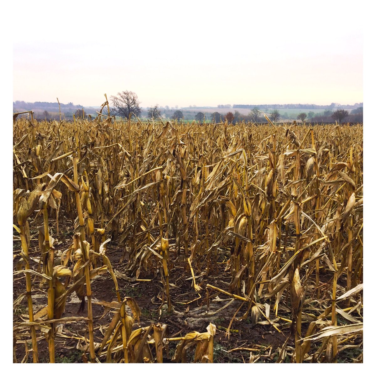 AliceJack_'s tweet photo. ❄️🌽 in Northumberland https://t.co/GsQYFTzeoW