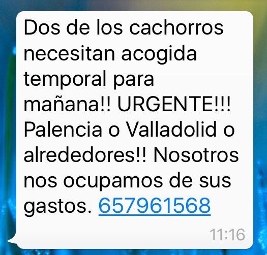 defenpal's tweet photo. @ByDePerros 🆘🆘 URGENTE!! 😢😢Dos de los cachorros 🐶 se quedan sin ACOGIDA. AYUDA!! #Palencia #Valladolid ☎️657961568 https://t.co/tZnrJIBNG0