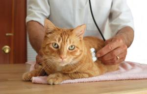 How do you diagnose pancreatitis in cats? ow.ly/MSJk306Nzgn