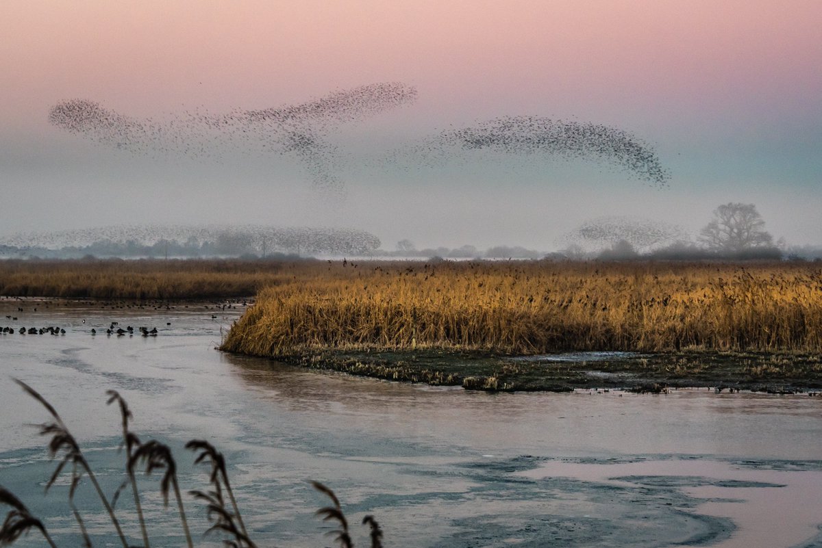 Anthony P Morris (@anthonypmorris) on Twitter photo Starling murmuration RSPB Otmoor <a href="/BBCSpringwatch/">BBC Springwatch</a> <a href="/Natures_Voice/">RSPB</a> <a href="/WildlifeTrusts/">The Wildlife Trusts</a> <a href="/_BTO/">BTO</a> #winterwatch Starling murmuration RSPB Otmoor <a href="/BBCSpringwatch/">BBC Springwatch</a> <a href="/Natures_Voice/">RSPB</a> <a href="/WildlifeTrusts/">The Wildlife Trusts</a> <a href="/_BTO/">BTO</a> #winterwatch
