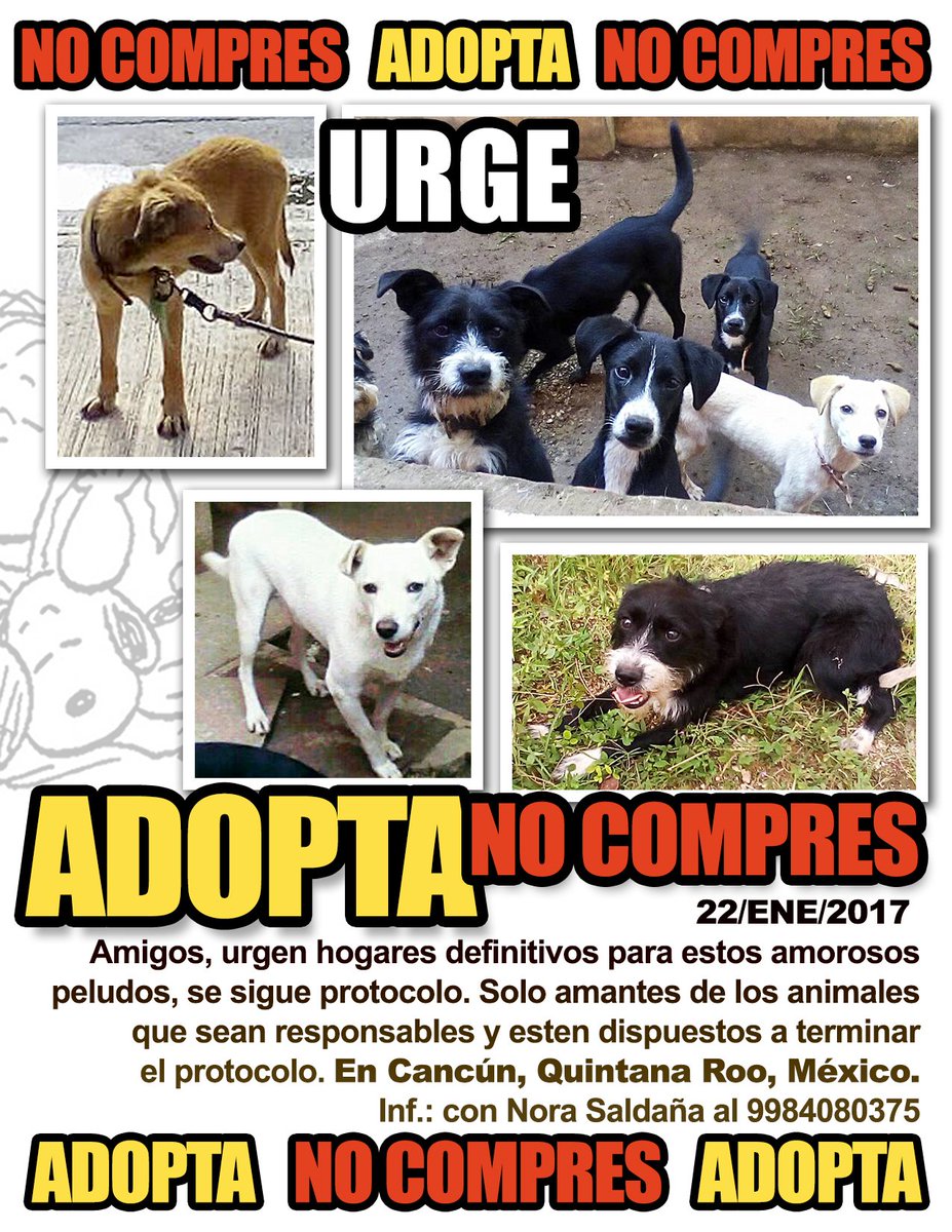 fellpudito's tweet photo. #URGE #NOCOMPRESADOPTA en #Cancún #QuintanaRoo #México Ene 2017 https://t.co/AiUBosRuO3