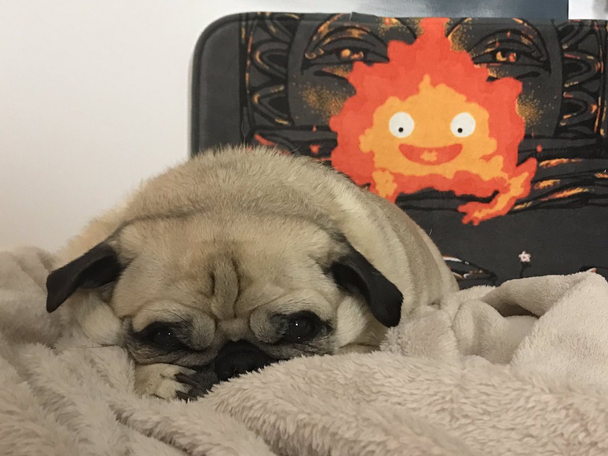 ClassyKatie's tweet photo. Calcifer is comin for Millie ..... #creepface https://t.co/2kdOBJ8Hx3