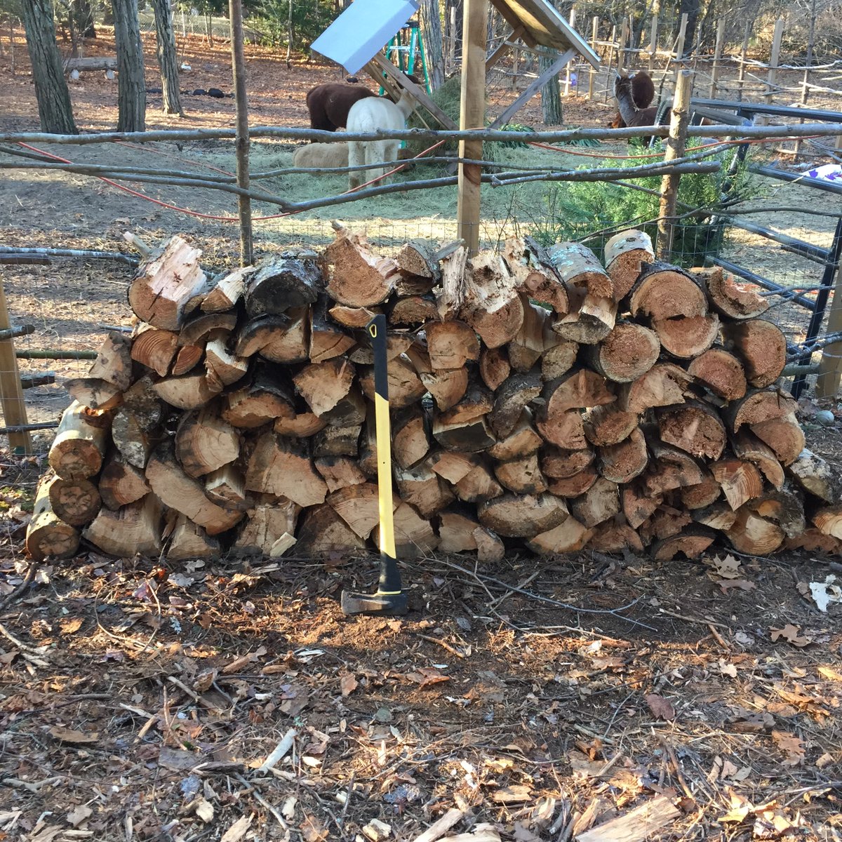 Making room for more alpacas!  I didn’t realize there were three downed trees back here..
