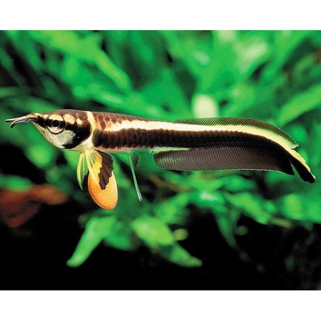 世界淡水魚マスター ブラックアロワナ ベビー 1匹 淡水 古代魚 希少 世界淡水魚マスター ブラックアロワナ ベビー 1匹 淡水 古代魚 希少