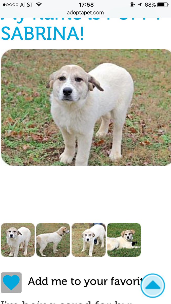 5,000 retweets and Paul will let me and Joanne adopt this puppy plz help a girl out