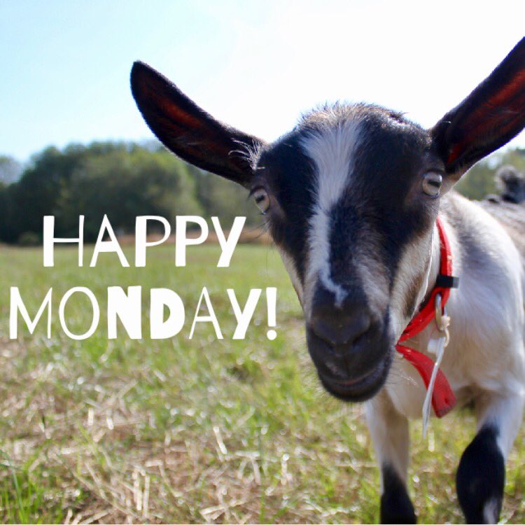 thecheesecourse's tweet photo. Happy Monday from #thecheesecourse !🧀 https://t.co/gcZlqiN2l5