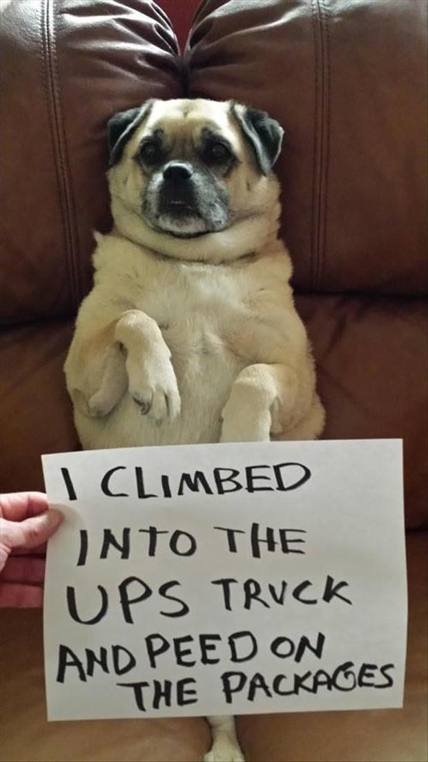 WeLoveDogsUSA's tweet photo. Shame! Shame! He climbed into the UPS truck and peed on the packages!

#dogs #pets #animals #dogsoftwitter https://t.co/SL90MsZrGk