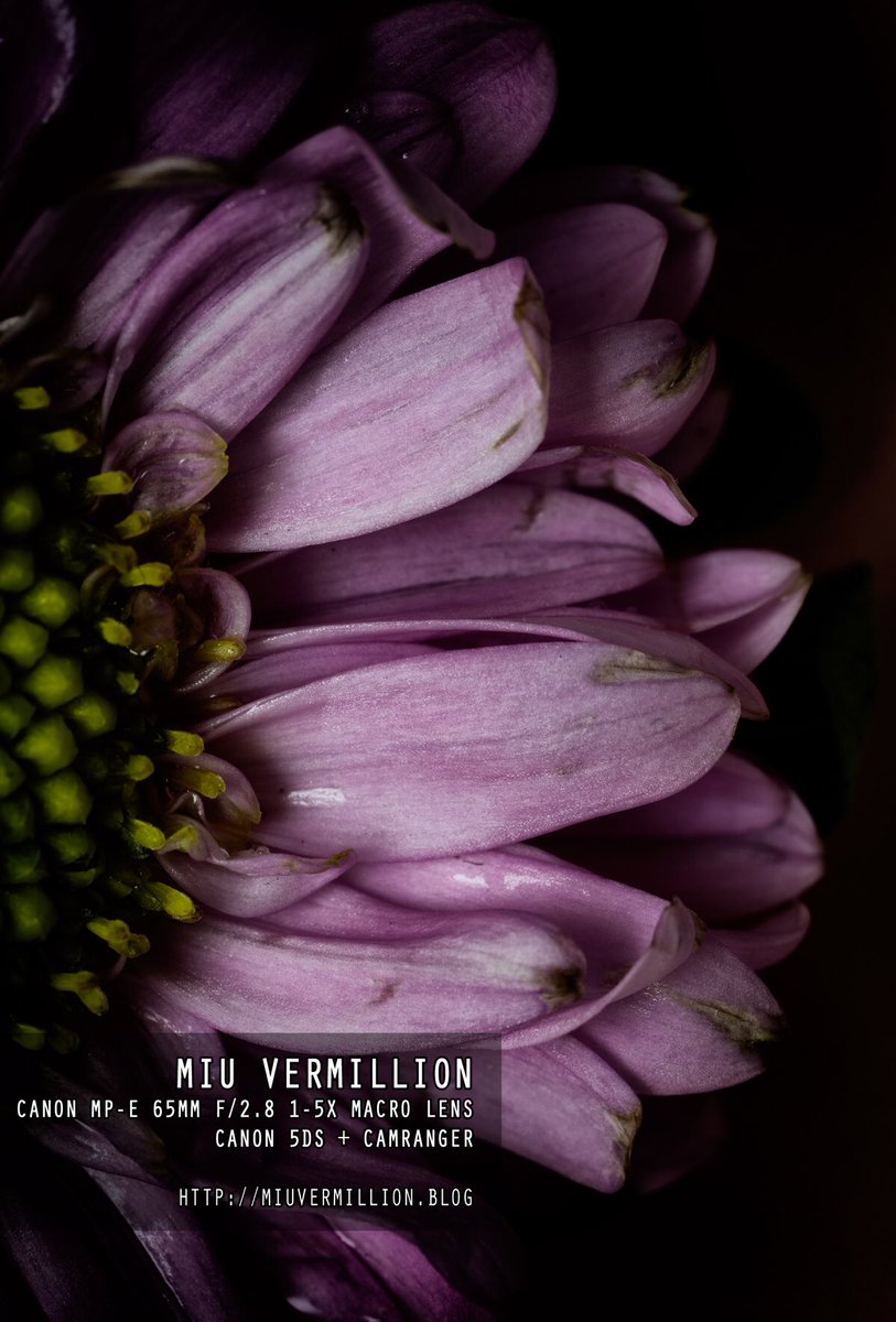 MiuVermillion's tweet photo. [ #Photography] Now on my blog:  Canon MP-E 65mm f/2.8 1-5X Macro Lens 👀 #Review + #SampleImages 👉 https://t.co/zJ9sNhvs6e https://t.co/o690rQRJbB