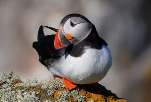 パフィン〛 北極周辺に生息する鳥で、 ペンギンのような姿をしている