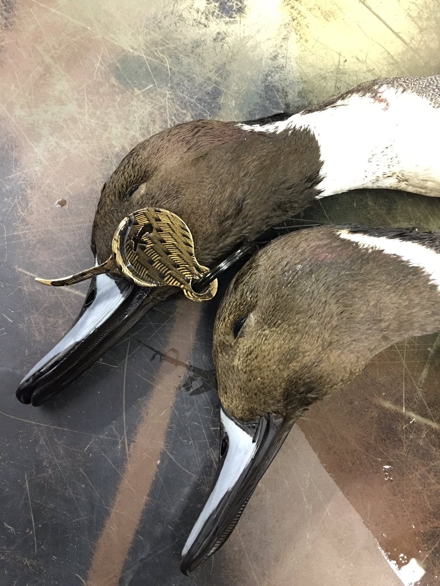 snwey1's tweet image. Every waterfowler needs #thefinisher from @Adrenallinellc