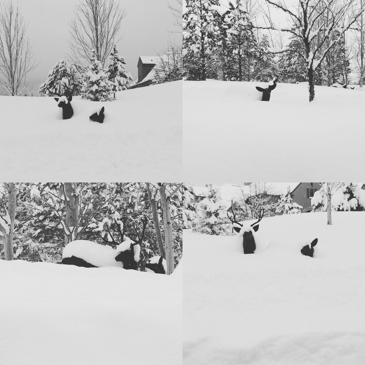renoluxuryhomes's tweet photo. Oh, deer! 🌨🦌🌨 @Montsecurity @MontreuxGolf #RenoWinter #LetsGoSkiing #MountainsAreCalling #LetItSnow #LuxuryRenoHomes #WinterWonderland https://t.co/pQjKMgMNiA