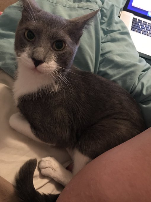 Bummed I'm still not verified on @MyFreeCams yet buuut this little fella has kept me company all day<a class="tags" href="/tag/myfreecams">@myfreecams</a><a href="/tag/snowflake"class="tags"><span>#snowflake</span></a>