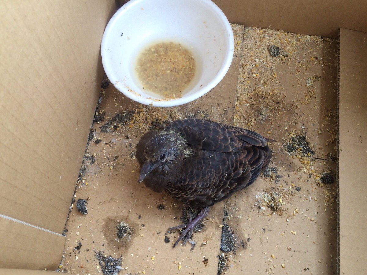 _woodstructure's tweet image. 西村商事の西村専務が親からはぐれ、怪我をしてしまった小鳩を保護。
親バトも心配して事務所前をパタパタと飛んで見てます(T-T)
専務は動物病院に連れて行ってくれました。やさしっ(T-T)