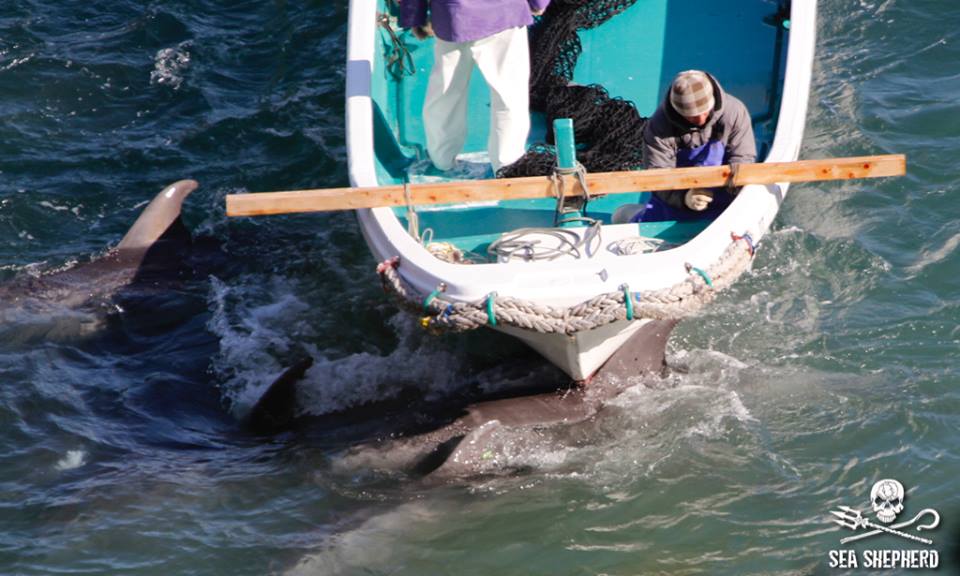 dolphinangels1 tweet picture