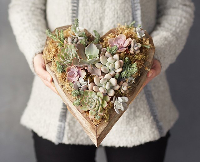 ShopTerrain's tweet photo. Succulent sweethearts https://t.co/1Rz616BH7t https://t.co/BTk6dQQsRO