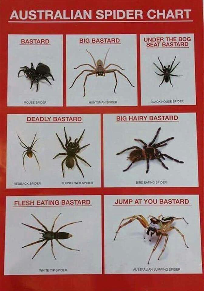 WizRd_Linux's tweet photo. @majornelson all your talk of spiders and your recent visit to Australia, this sums them up beautifully https://t.co/DlT2sPgIHd