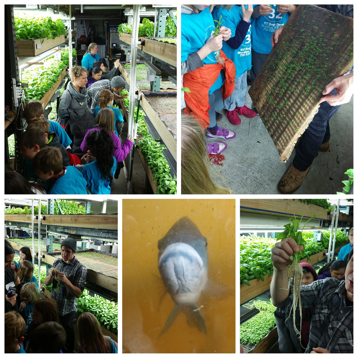 NatureBasedNY's tweet photo. Great field trip to @VertiCultureNYC today!  Now to build our own aquaponic systems at @PS32Brooklyn  #environmentaleducation #brooklyn #nyc https://t.co/unMPGewvxM