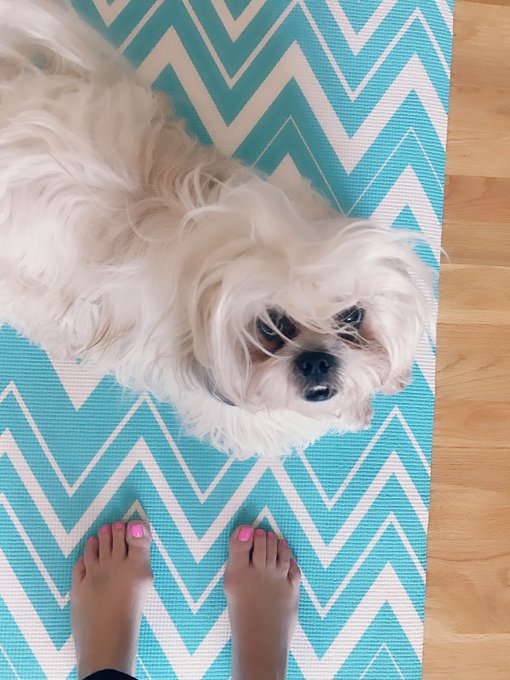 Upward dog https://t.co/io3D87wTpD<a href="/tag/nationalpetsday"class="tags"><span>#nationalpetsday</span></a>