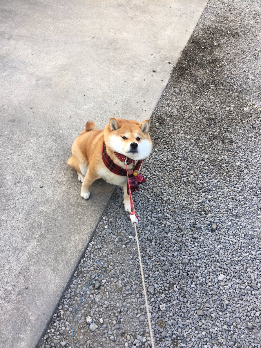 柴犬ハナ ウンウン このイヤイヤは行きだよ 柴犬ハナ ウンウン このイヤイヤは行きだよ