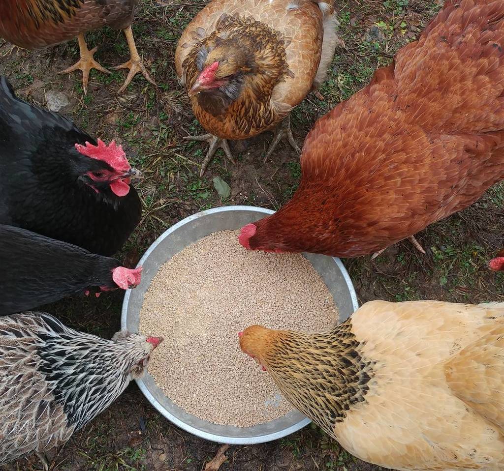 PamsBackyard's tweet photo. They're all in a huddle. #pamsbackyardchickens #backyardchickens #chickensofig #chickensof… https://t.co/a54PCCTaRi https://t.co/RoRnhWGicO