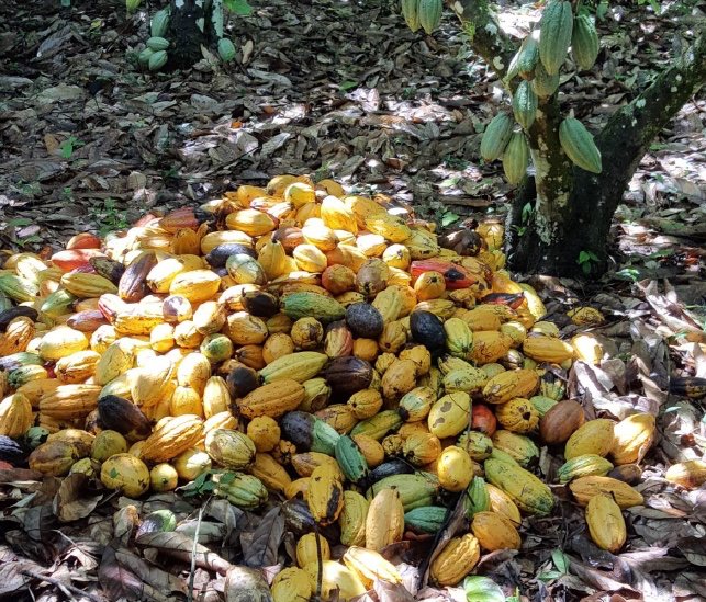 Harvest is in full swing at the farm as we prepare for upcoming shipments to Europe and the US.