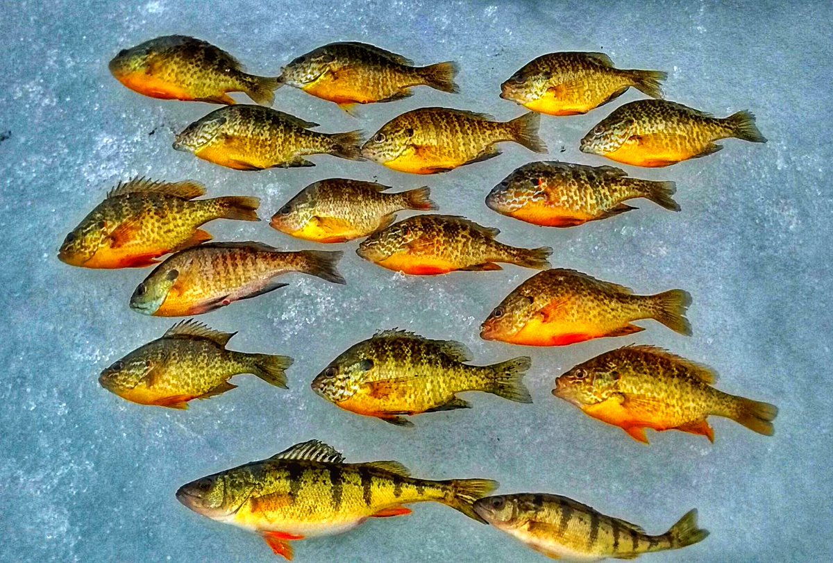 Found a decent pile of fish yesterday! Had to sift thru a ton of dinks but it's always worth while! #rulethewater
