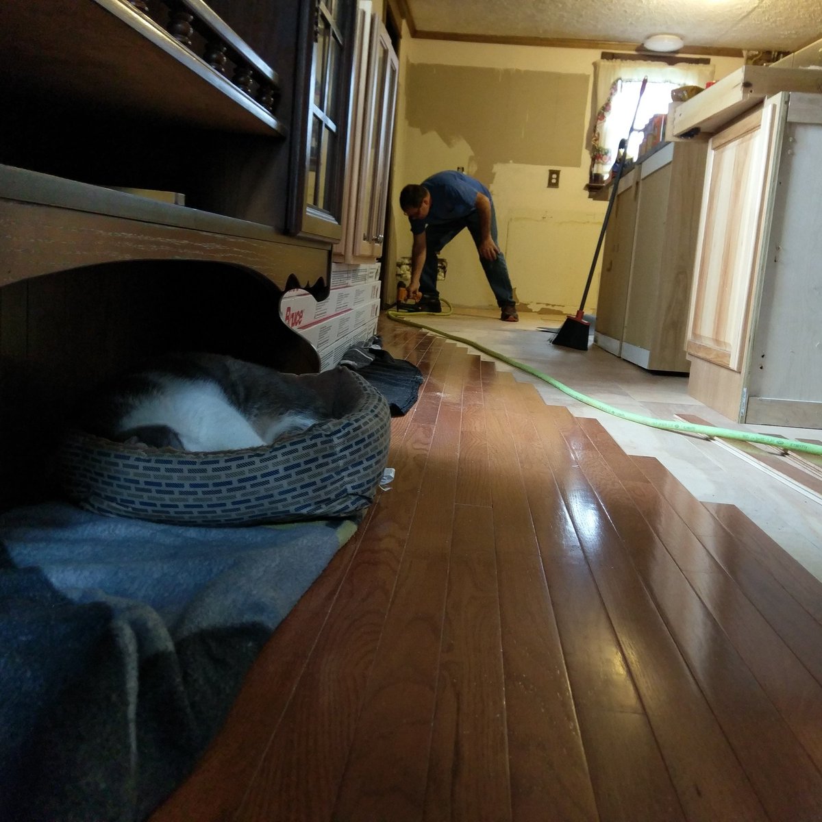 pathogen98's tweet photo. Supervising is hard work. #AndyPants #ThisOldHouse #built1880 #Back40 #brucehardwood #bostitch #myorangelife #thechickathomedepot #slowET https://t.co/OqlRs7zAm6